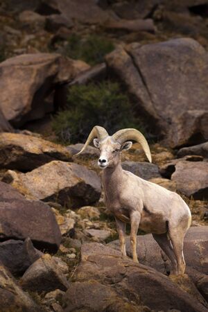 Big Horn Sheep. Single male Ram.