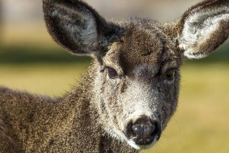 Mule Deer Close up