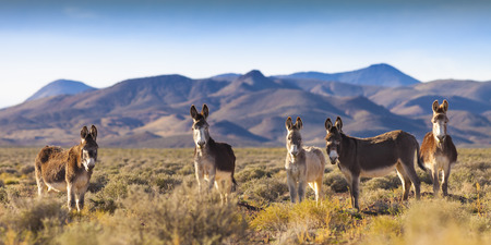 Wild Burros in Nevada Landscapeの写真素材