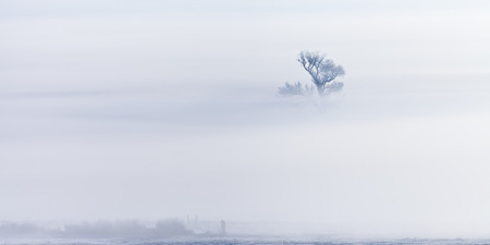 Bare tree in a snowy field with heavy fog in winter.の写真素材
