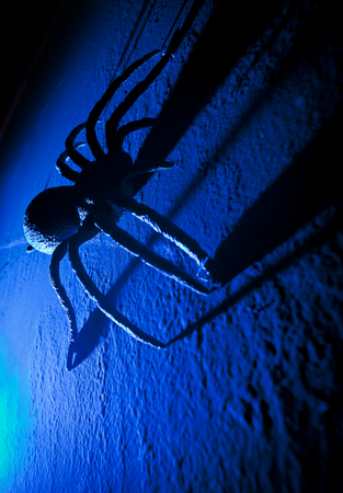 Large fake spider with long shadows in haunted house.の写真素材