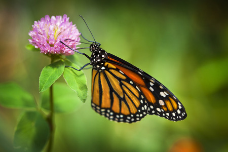 Monarch Butterfly on pink flower with shallow depth of field. Focus is on the insects eye.の写真素材