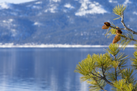 Lake Tahoe in Winter with Pine tree and Pine cone as border on right side of background image.  Shallow depth of field with focus on Pine Cones and Tree.の写真素材