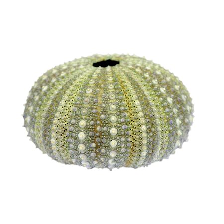 Sea Urchin Cutout