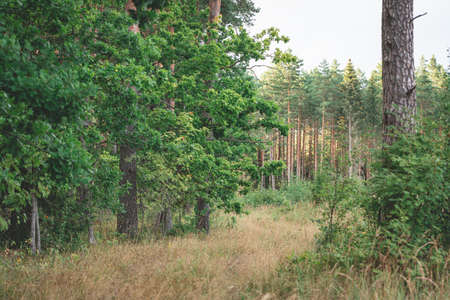 Idyllic forest in the springtime, soft sunlight. Panoramic nature forest, sun rays panorama of...