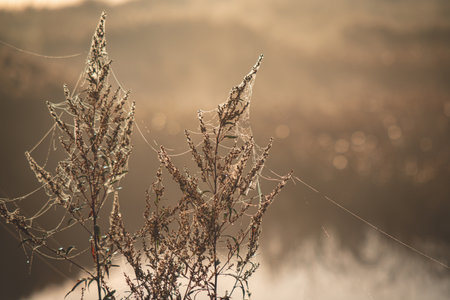 isolated cobweb on the dry grass misty autumn morning. close-up of spider web in dew drops on dry...