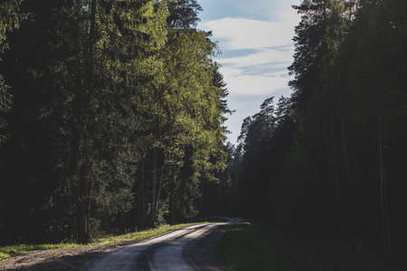 bend on a gravel road in forest. Beautiful usual Latvia woods landscape.Coniferous and deciduous trees , long shadows from sunset lightの写真素材