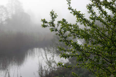 Natural background of plants.  tree branch over a calm river in the morningの写真素材