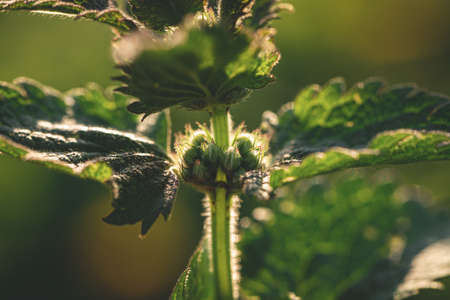 White dead-nettle, Lamium album, weed blooming close-up, selective focus, shallow DOF. Medical herb in natural habitatの写真素材