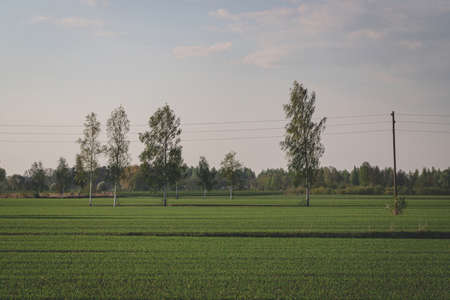 glowy moody Latvian summer scene with cloudy blue sky, agricultural field, electric pole and wires, Long evening shadows on fieldの写真素材
