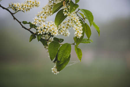 White flowers blooming bird cherry. Bird cherry tree in blossom. Close-up of a flowering prunus padus with white little blossoms. blooming sweet bird-cherry tree in spring. springtime conceptの写真素材