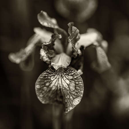 monochrome sepia macro close up of iris flower head. Dark blurry nature background