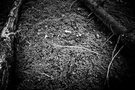 dark forest ground in evening, fallen trees, rotting leaves, mushrooms growing, natural untouched...