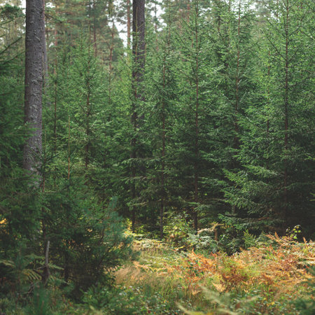 bright autumn day in Latvia forest. Coniferous small sprice fir trees and tall pine trees