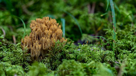 Ramaria species dirt yellow mushroom in the forest coming out of the moss green. Probably Ramaria...