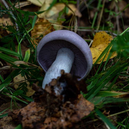 Amazing edible mushroom Lepista nuda commonly known as wood blewit in autumn forest.の写真素材