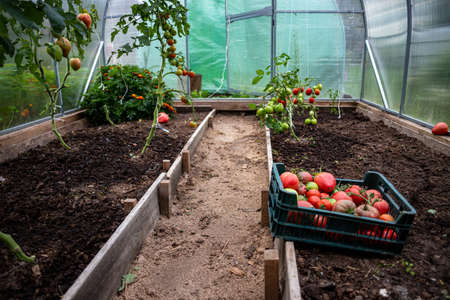 ripe and yet green harvested tomatoes in personal greenhouse. Fresh and healthy vegetarian food grovn without chemical adds. Plastic box with harvested vegetables for your tableの写真素材
