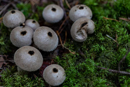 Puffball mushrooms on a stump - Lycoperdon pyriforme in a moss