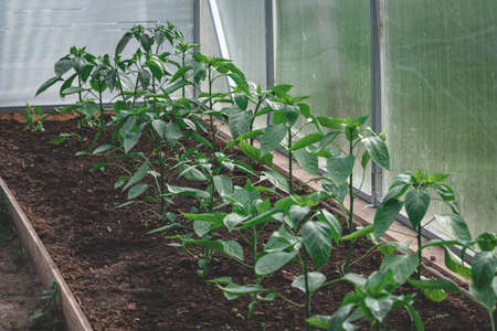 red sweet pepper plants in greenhouse. Organic farming, young pepper plants growth in greenhouse