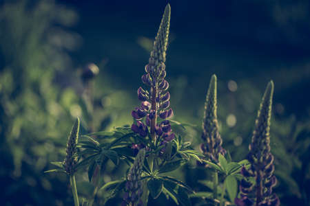 Blooming macro lupine flower. Lupine field with pink purple and blue flower. Bunch of lupines summer flower background. A field of lupines. Violet spring and summer flowerの写真素材