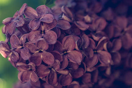 Macro image of spring soft violet lilac flowers, natural seasonal floral background. Can be used as...