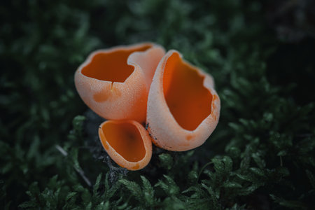 Aleuria aurantia fungus, also known as the orange peel mushroom. Grows in forest groundの写真素材