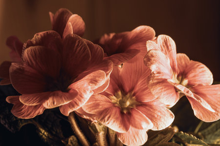 Isolated illuminated pink flower blossoms , black background, copy space for text - primrose,...