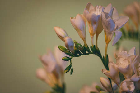 soft beautiful freesia flowers in room with golden evening sunlight from windowの写真素材