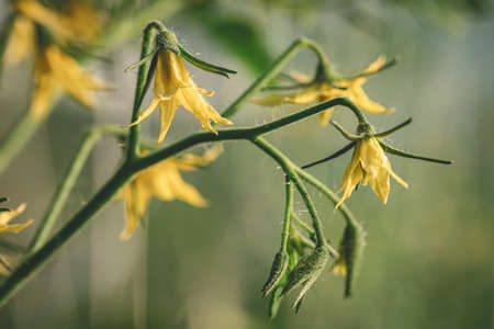 tomato flowers in personal greenhouse, growing healthy vegetables in progressの写真素材