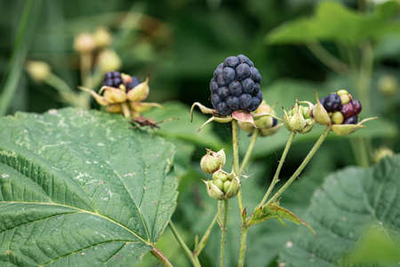 Ripe blacberries on the vine