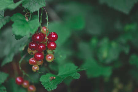 Red currant (close-up) a cloudy afternoon, copy space dark juicy colour version. Great and healthy...