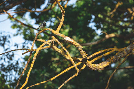 White Wagtail Motacilla alba sitting on a dry branchの写真素材