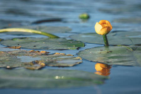 Yellow water flowers (Nuphar Lutea) in lake. Reflection of yellow beautiful flower growing in water...