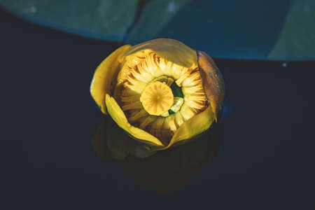Yellow Nuphar Lutea in the water, horizontal image. Flower of yellow water lily in dark water, top viewの写真素材