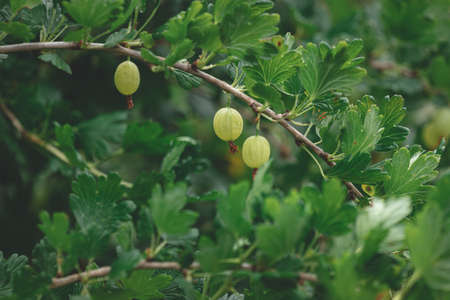 gooseberry branches with berries. Fresh gooseberries on a bush