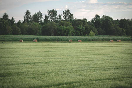 field with hay rolls