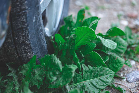 automobile tire on dandelion plant