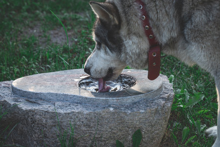 husky dog drinks from granite bird bathの写真素材