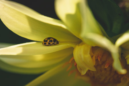 yellow ladybug on flower petalの写真素材