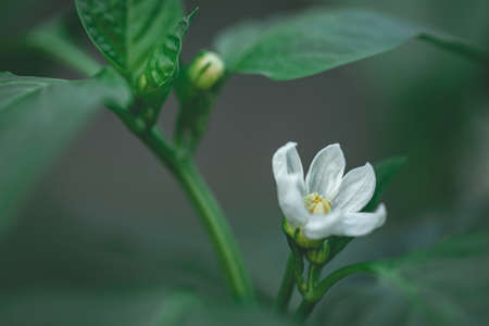 sweet bell pepper flower in local greenhouse. Fresh healthy food growing in garden. Greenish grey blurry natural backgroundの写真素材
