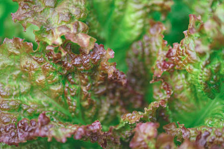 purple green healthy tasty lettuce in greenhouse. Raw vegan food. Natural vitamins in personal greenhouseの写真素材