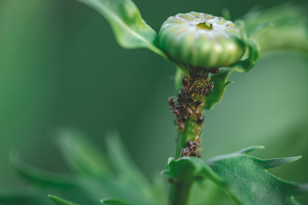 stack of ants on flower bud in garden. green natural blurry background. Summer evening.の写真素材