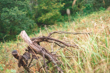 Root from tree from peat bogs. Roots from trees after draining a swamp for peat and oil extraction. Stumps, Dead trees and pile of wood roots after clear in the bog at peatlands production areasの写真素材