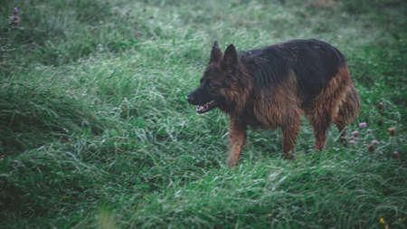 german shepherd girl on grass