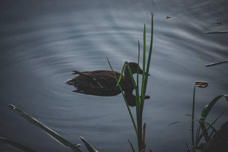 wild duck in pond swimming in early morning, calm water, no wind, reflection of birds and river reedsの写真素材