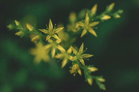Tiny yellow flowers that are very prettyの写真素材