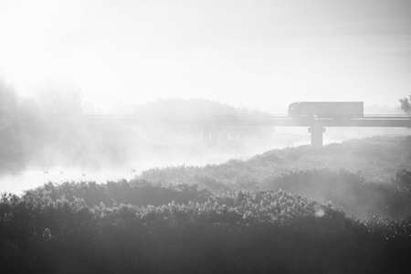 four swans in misty october morning sunrise. Yellow dry river reeds in foreground. Blurry reflection of other river shore in background. Bridge with heavy truck in distance. black and whiteの写真素材
