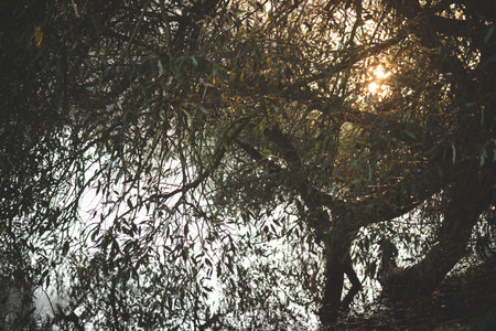 willow branches with leaves over the river water, reflection in calm pond, no wind, autumn evening, dark lightの写真素材