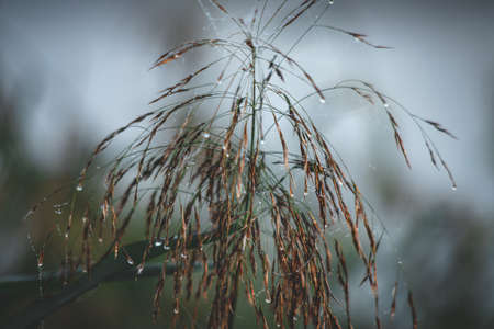 grass in the wind dew on the grassの写真素材