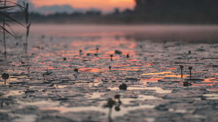 Red orange pink summer sunset. Reflection of river reeds and blurry forest on other shore. Yellow water lilies, fog or mist rises over the water. Wonderful calm eveningの写真素材